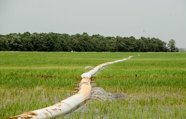 Rice field irrigation in arkansas