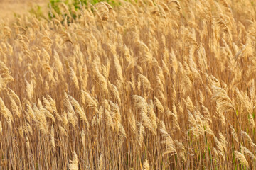 Dry reed on the lake, reed layer, reed seeds. Golden reed grass, pampas grass. Abstract natural background. Beautiful pattern with neutral colors.