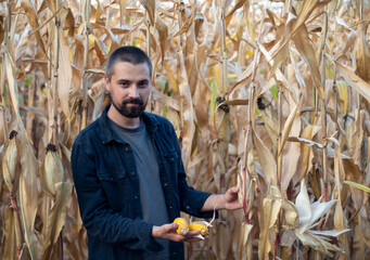 Portrait of a bearded Caucasian farmer holding corn in his hands. Agricultural farm field. Harvest season. The man smiles.