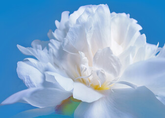 Naklejka na ściany i meble White flower. Delicate petals of a large peony on a beautiful blue background