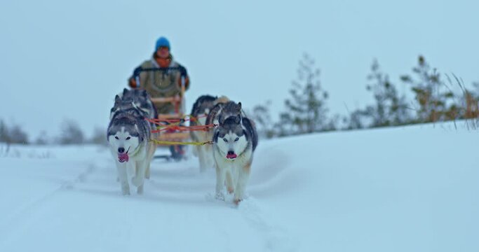 Portrait, husky sled dogs run fast on a snowy road, a musher stands in a sleigh and drives a team. Sled dog racing, snowy road on the plain. 4k, ProRes