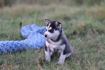 siberian husky puppy