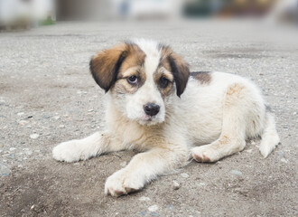 Naklejka na ściany i meble A cute puppy is lying on the asphalt and looks at us sweetly with plaintive eyes