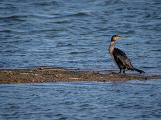 Cormorant looking towards the right, while perching on a bank in a lake with choppy water due to wind. 