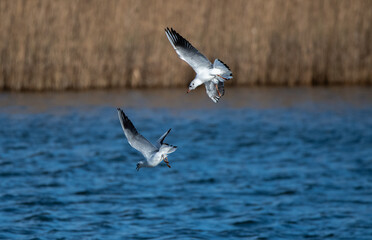 Two Black Headed Gulls in flight, with choppy blue water and a muddy bank in the background. 