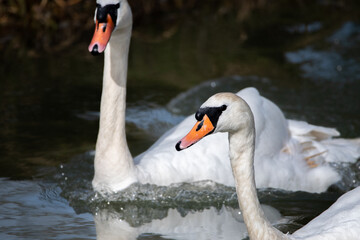 Mute swan pair swimming fast in a river 