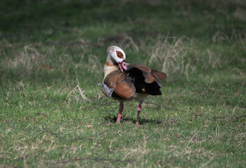 Egyptian goose preening alone in grass