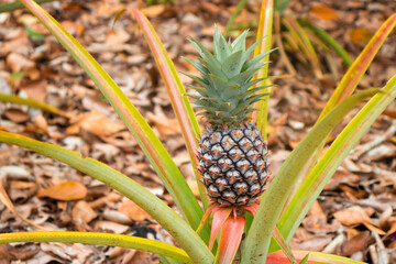 Obraz premium Pineapple plant