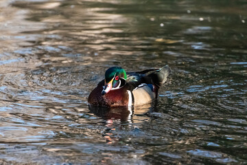 duck swimming in water