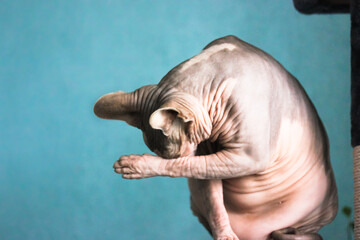 Canadian Sphynx cat washing his face with a paw sitting on a scratching tower against a blue wall....