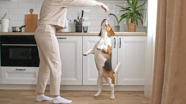 The female owner of the beagle dog training and treats her pet with a treat. Dog sitting at home on the floor near the window and executes commands. Mans best friend. High quality 4k footage