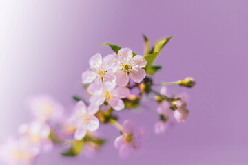 Obraz premium . Cherry blossoms on a pink background. Abstract blurred background.