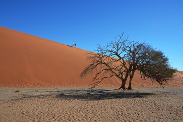 Fototapeta na wymiar Kameldornbaum vor den Sanddünen bei der Düne 45 im Namib-Naukluft Nationalpark. 