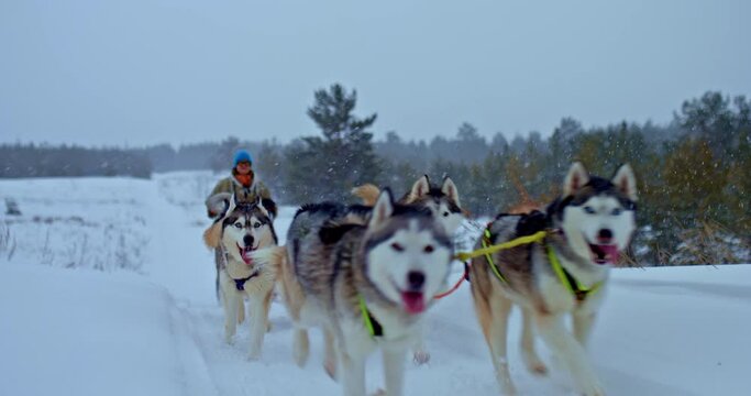 Dog racing, northern husky dogs running in a sled. Man musher stands in a sleigh and drives a team of dogs, a beautiful winter landscape. Husky dogs quickly run past the camera.