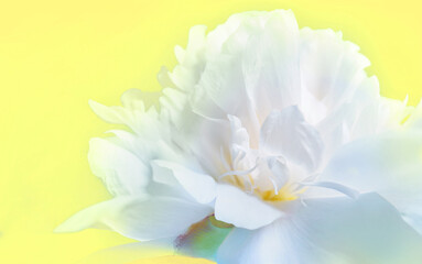 Fototapeta na wymiar Pastel yellow. Delicate petals of a large peony on a yellow background