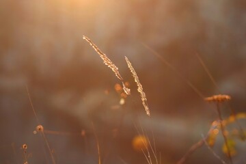 grass in the morning