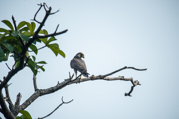 A lanner falcon perched on a tree