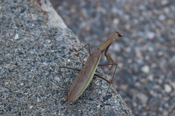 Preying Mantis