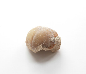 Brachiopod fossil of the Carboniferous period (Carbon), about 300 million years ago