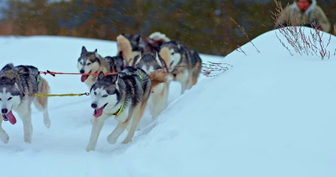 Portrait, a husky dog sled running along a snowy road, dogs running around the bend. Dogs' muzzles with protruding tongues, dog racing. 4k, ProRes