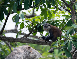 Fototapeta premium A mona monkey sitting on a branch