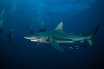 Blacktip shark swimming in the ocean. Sharks near the bait. Marine life in the Indian ocean. 