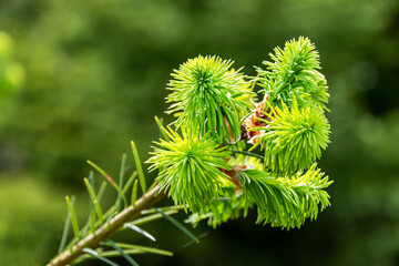 Fresh spruce twig in spring, close-up, blurred background