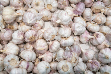 heads of ripe garlic close-up as background
