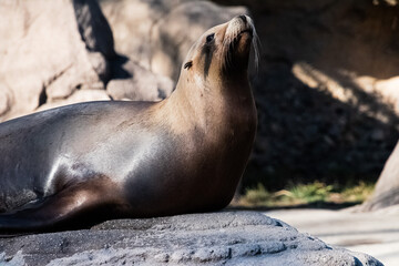 sea lion on rock