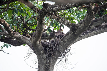A nesting  yellow-billed kite
