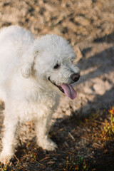 white fluffy dog with tongue out in sunset