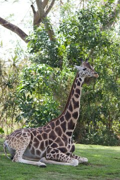 Beautiful Photography of an adorable jiraffe