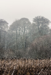 Snow Covered Winter forest, Ireland