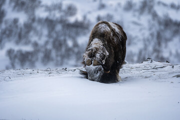The muskox in the environment
