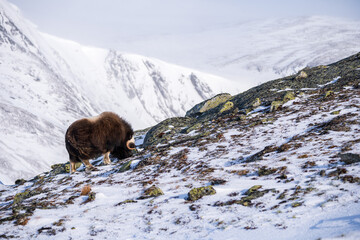The muskox in the environment