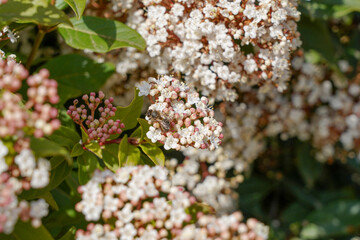 A bee collects honey from a flower        