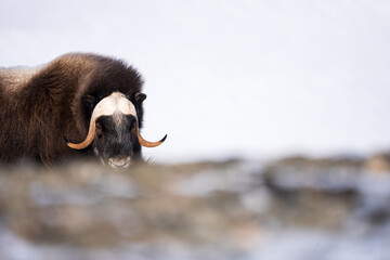 The muskox in the environment