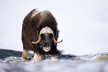 The muskox in the environment