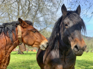 Percheron horses on a sunny day in countryside, Asturias