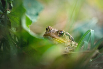 The common toad, Bufo bufo, isolated in the environment