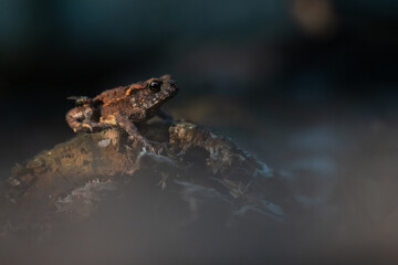 The common toad, Bufo bufo, isolated in the environment