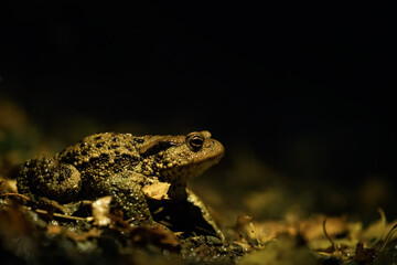 The common toad, Bufo bufo, isolated in the environment