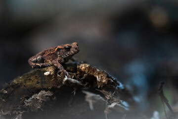 The common toad, Bufo bufo, isolated in the environment