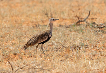 Korhaan in the savanah