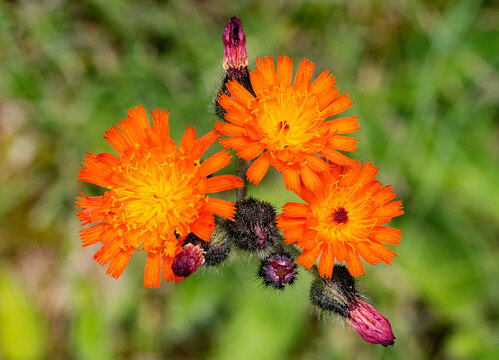 Orange Hawkweed In The Nature