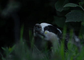Meles meles or the badger in the environment © andrei