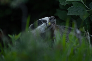 Meles meles or the badger in the environment