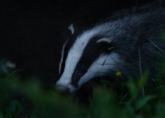 Meles meles or the badger in the environment