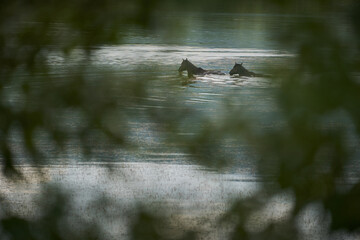 Semi-wild horses from Ostrov Island, Romania.