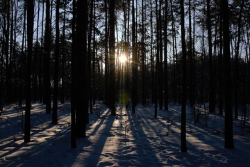 Beautiful winter forest. Trees covered with snow on frosty day.  Winter in the woods. Sunset.